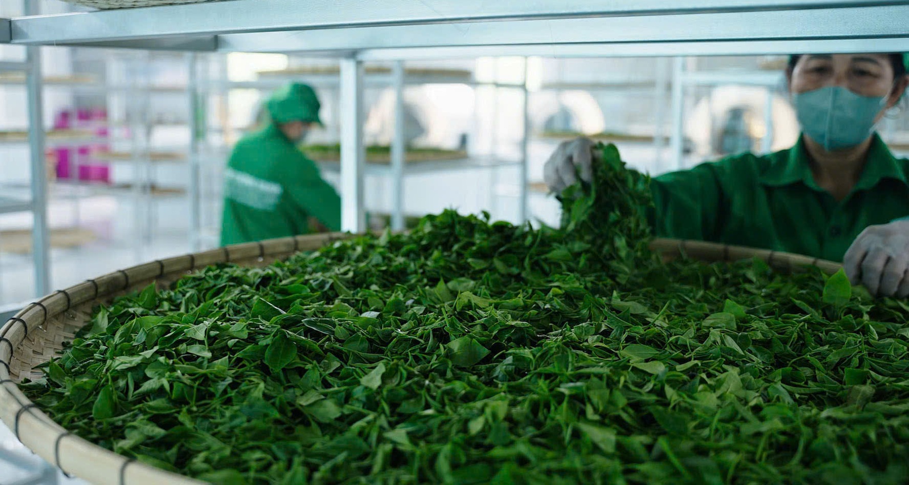 trà Thái Nguyên đặc sản