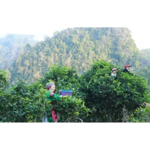 Trà Shan Tuyết Bạch Ngọc 100g - Cánh trà phủ lông tơ trắng mịn