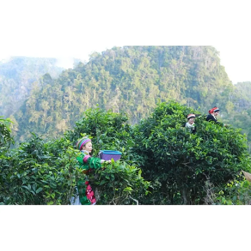 Trà Shan Tuyết Bạch Ngọc 100g - Cánh trà phủ lông tơ trắng mịn