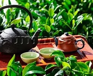 bên trong hộp trà tân cương long việt 400g