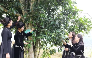 Chè Shan Tuyết Bằng Phúc cổ thụ vùng cao