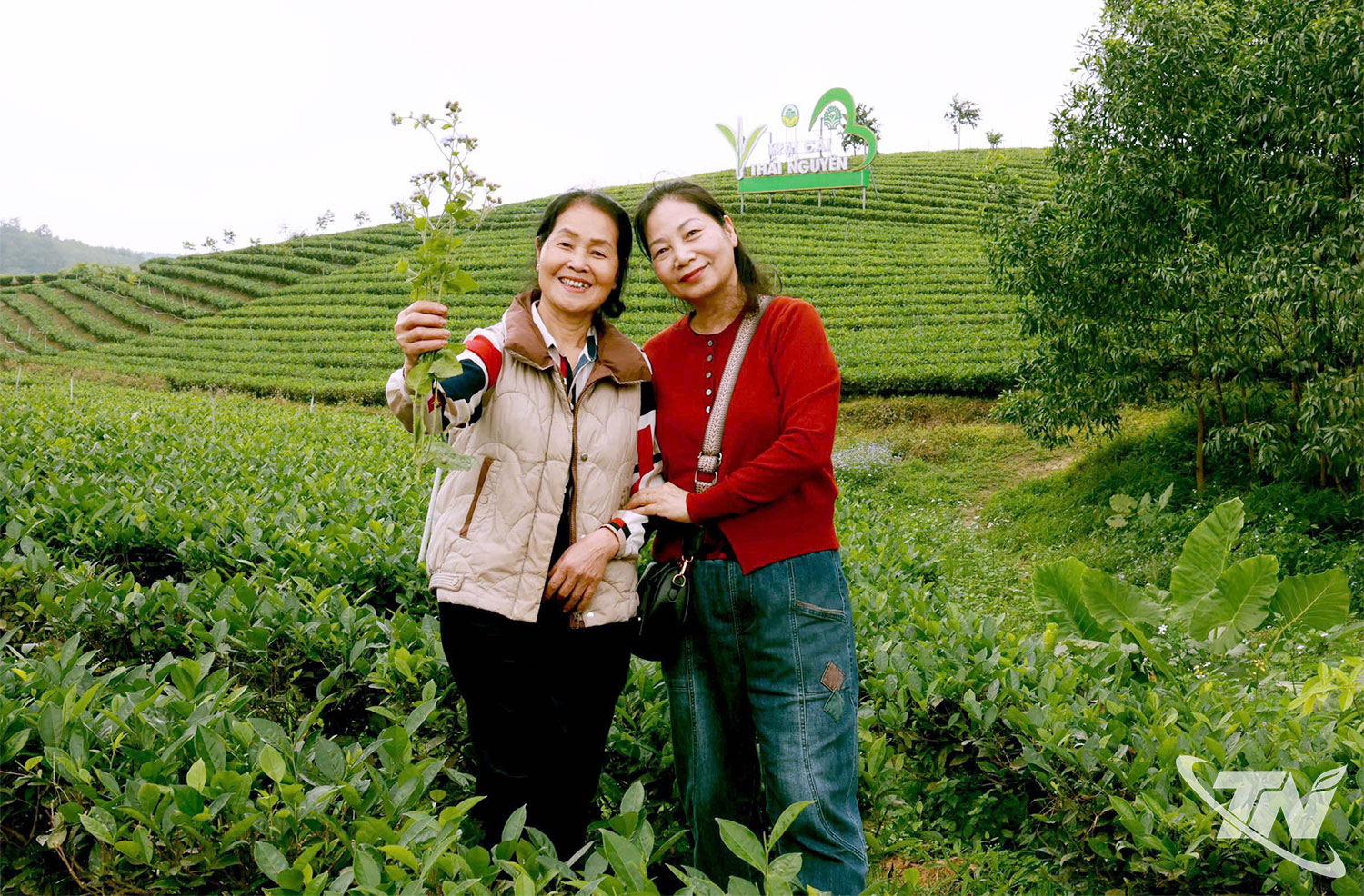 nhất đỉnh hương trà Trại Cài - hình ảnh vùng chè đặc trưng