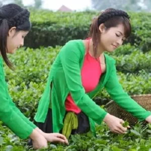 trà nõn tôm tân cương thái nguyên - hình ảnh 2