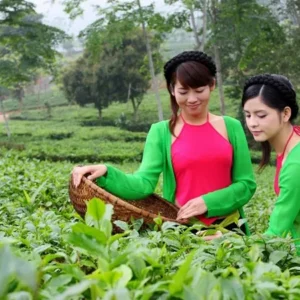 trà đinh ngọc tân cương thái nguyên - hình ảnh 2