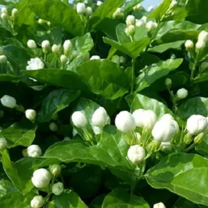 trà hương nhài shan tuyết cổ thụ - hình ảnh 3