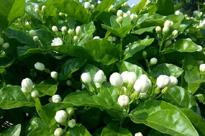 trà hương nhài shan tuyết cổ thụ - hình ảnh 3