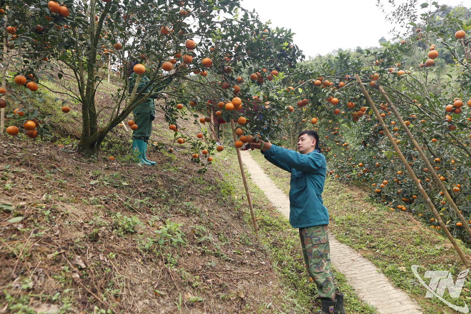 chè vùng cao - ứng dụng kỹ thuật để nâng hiệu quả sản xuất