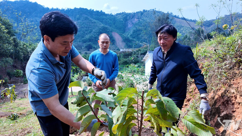 chè vùng cao - nghiên cứu và ứng dụng giống cây ở vùng cao