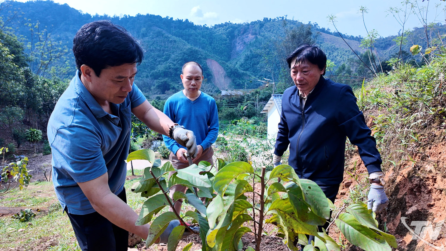 chè vùng cao - nghiên cứu và ứng dụng giống cây ở vùng cao