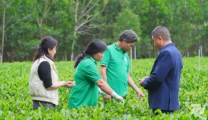 liên kết sản xuất nâng cao giá trị cây chè - hình ảnh minh họa 1