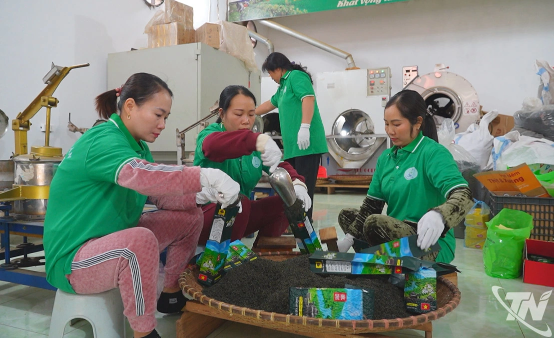 liên kết sản xuất nâng cao giá trị cây chè - khâu đóng gói và kiểm soát chất lượng