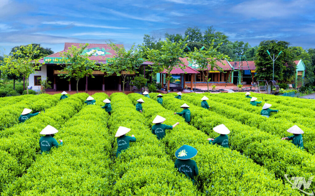 trà OCOP 5 sao - thu hái chè nguyên liệu đạt chuẩn