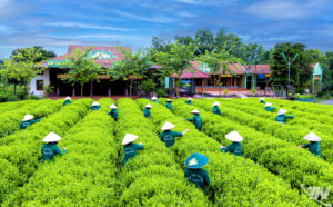 trà OCOP 5 sao - thu hái chè nguyên liệu đạt chuẩn