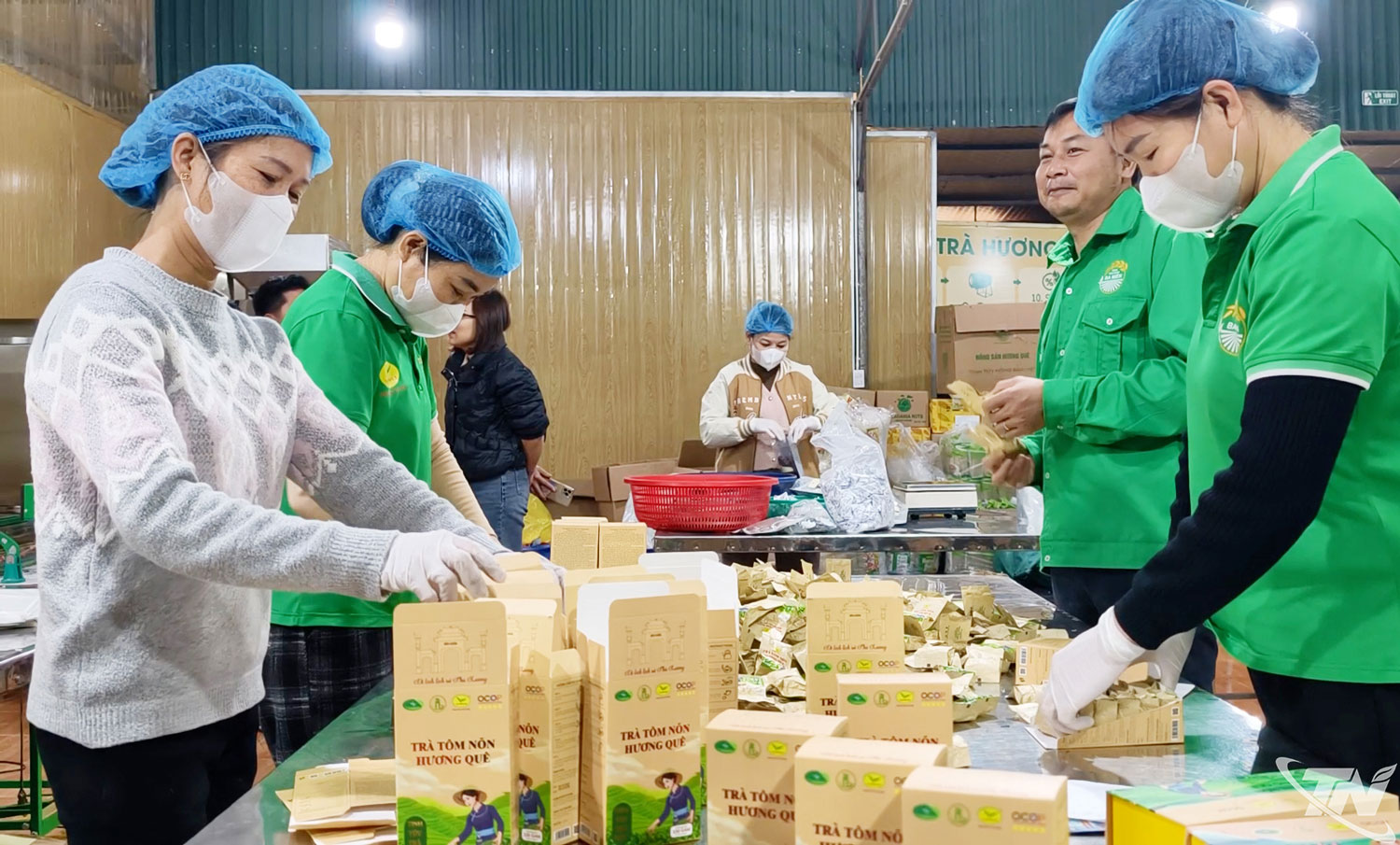 trà OCOP 5 sao - sản xuất trà tôm nõn đạt chuẩn