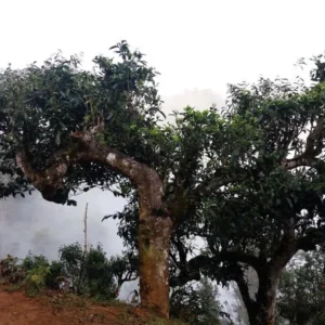 hồng ngọc shan - hình ảnh 2