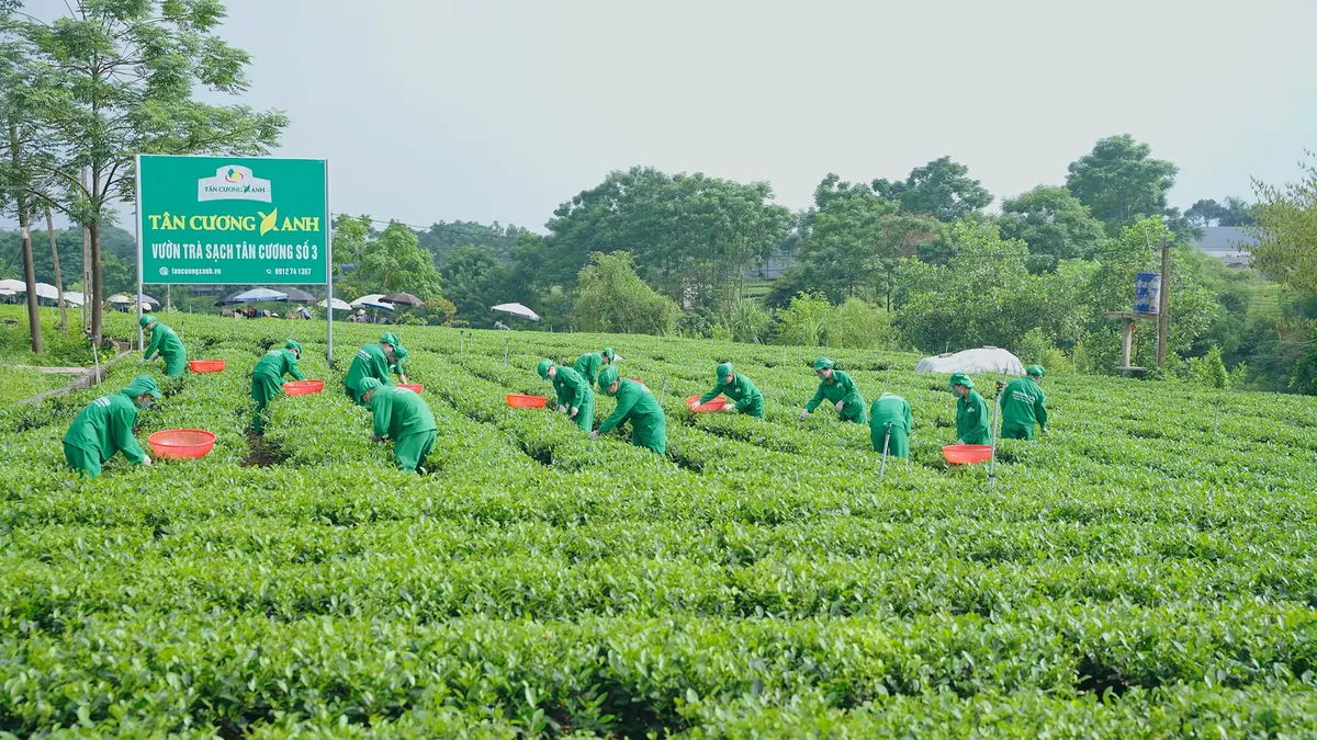 tra sen tui loc tan cuong xanh 40g hoa sen tu nhien hinh 6