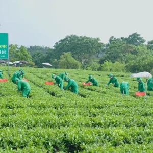 hộp trà tân cương long việt 400g chính hãng