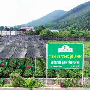 công đoạn sản xuất hộp trà tân cương long việt 400g