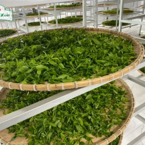 tiêu chuẩn nhà máy sản xuất hộp trà tân cương long việt