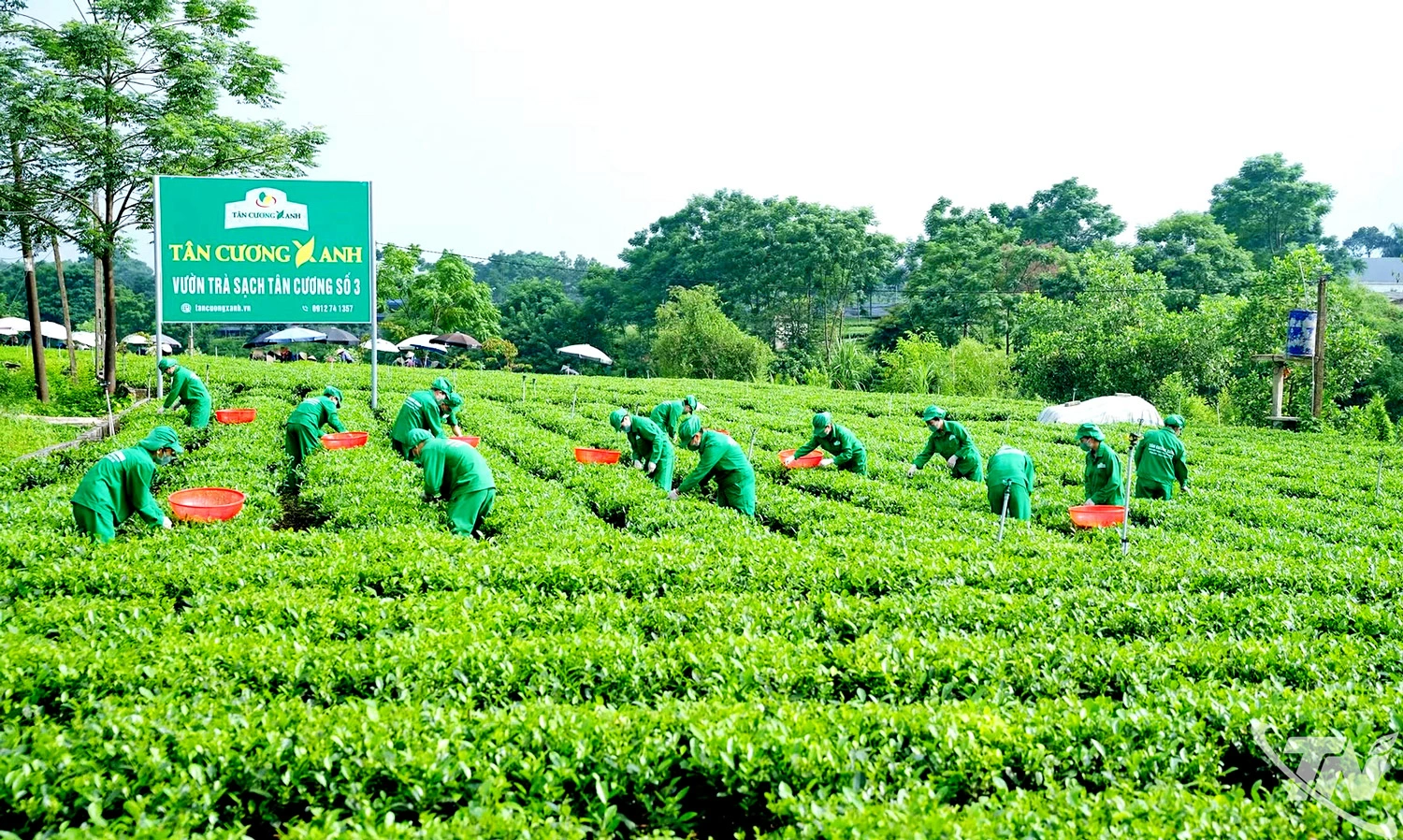 chuẩn hóa vùng chè nguyên liệu - hình ảnh vùng chè gắn với truy xuất nguồn gốc