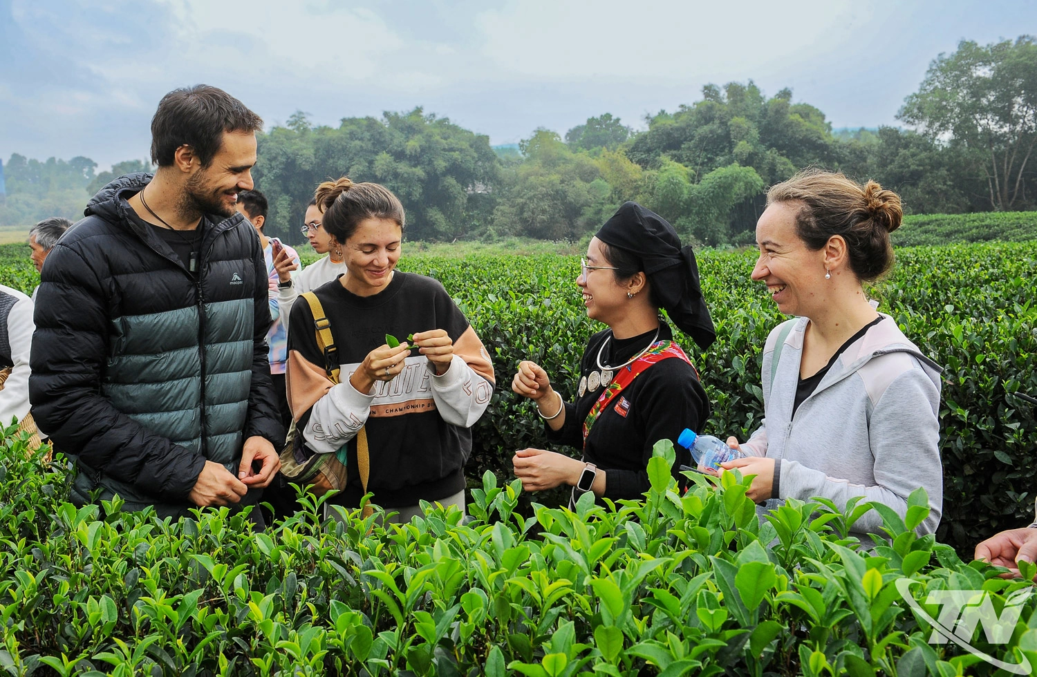 chuẩn hóa vùng chè nguyên liệu - hình ảnh vùng chè gắn với du lịch và giá trị trải nghiệm