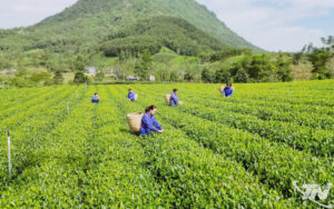 chuẩn hóa vùng chè nguyên liệu - hình ảnh minh họa 1