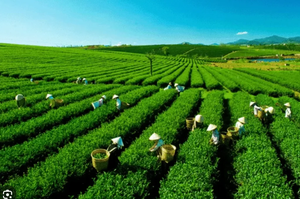 xuất khẩu chè Việt Nam và áp lực nâng giá trị trà trên thị trường quốc tế