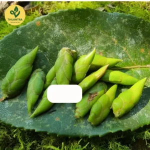 Trà Móng Rồng Thuận Trà Thái Nguyên