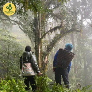 Trà Móng Rồng búp trà trắng cổ thụ