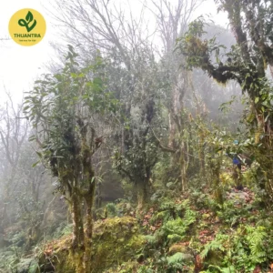 Trà Móng Rồng cận cảnh nụ trà rừng