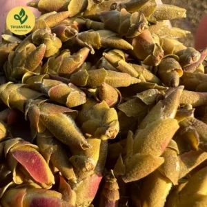 Trà Móng Rồng hương vị trà rừng tự nhiên