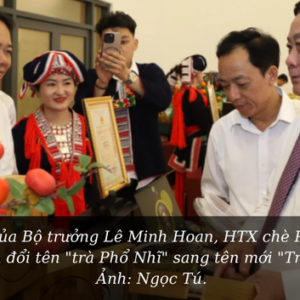 Bánh Trà Shan Tuyết trà cổ Việt