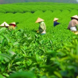 chuyển đổi số chè Thái Nguyên