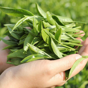 uống trà xanh có tốt cho bệnh gan nhiễm mỡ không