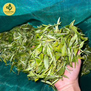 Hồng Trà Shan Tuyết 1 Lá trà OCOP 5 sao