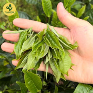 Hồng Trà Shan Tuyết 1 Lá quy cách đóng gói