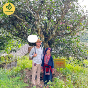 Hộp Quà Trà Trường Thọ trà xanh Shan Tuyết