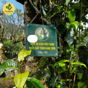 Hộp Quà Trà Trường Thọ dùng biếu tặng