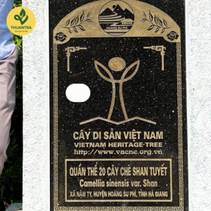 Hộp Quà Trà Trường Thọ Thuận Trà