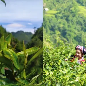 Trà Xanh Bà Cụ lục trà shan tuyết