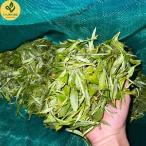 Trà xanh shan tuyết 1 lá búp trà non