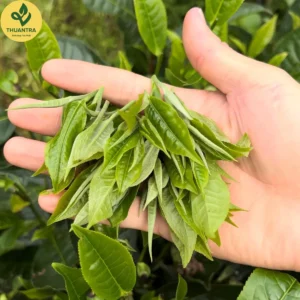 Trà xanh shan tuyết 1 lá Thuận Trà Thái Nguyên
