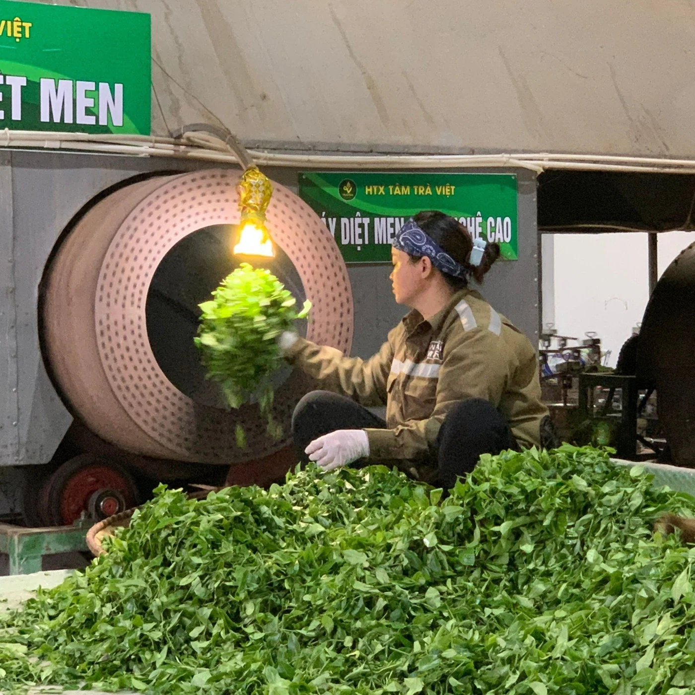 Trà Bắc Thái Nguyên đạt chuẩn VietGAP