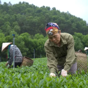 Trà Bắc Thái Nguyên làm quà biếu