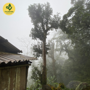 Trà Bạch Shan Tiên cây trà Tây Côn Lĩnh