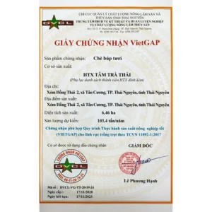 Trà Đinh Tiến Vua nguồn gốc Tân Cương