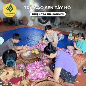 Trà Gạo Sen Bách Diệp Tây Hồ dùng làm quà biếu