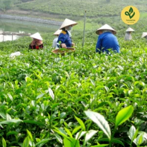 Trà Hoa Nhài nhiều quy cách 100gr 1kg