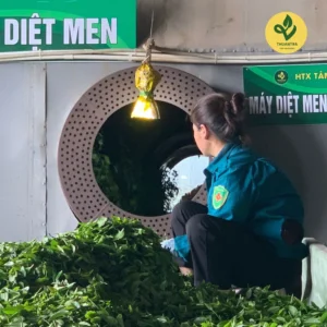 Trà Hoa Nhài dùng tiếp khách và biếu tặng