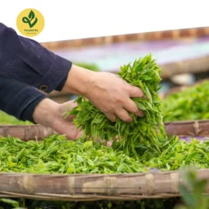 Trà Nõn Hảo Hạng trà Tân Cương